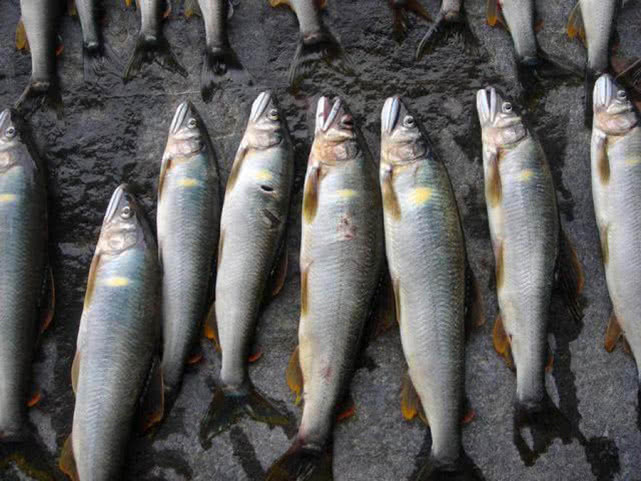 日本人认为最好吃的鱼,日本最好吃的几种鱼