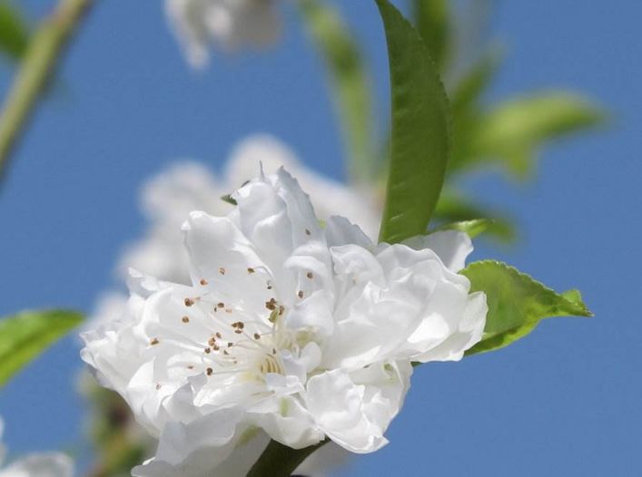 【诗词鉴赏】春风十里桃花灼灼我在诗词的世界里等你！