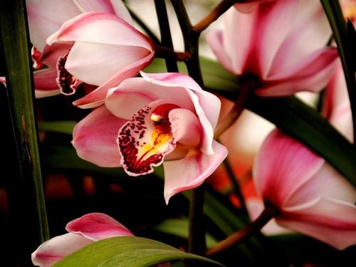 鲜花插花技巧专业术语,插花常见鲜花名称大全