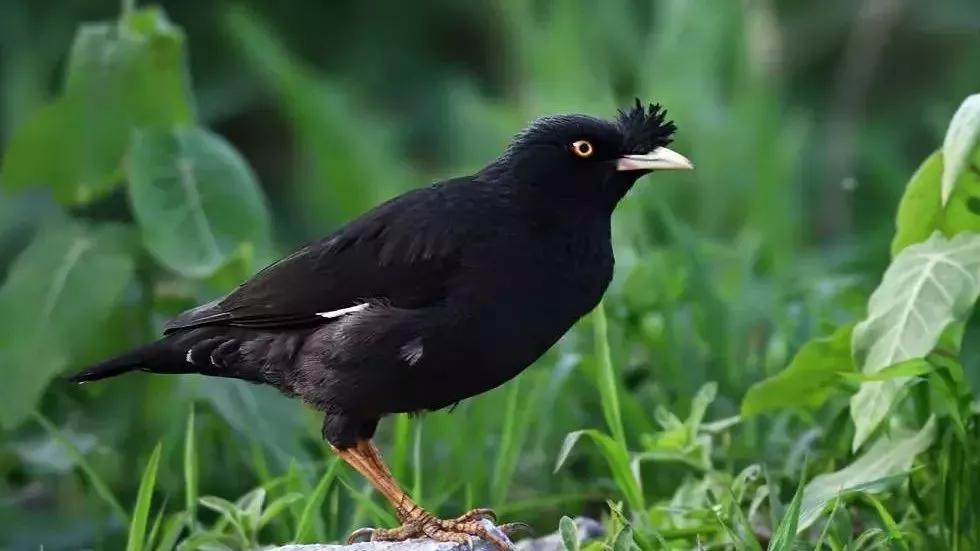 八哥长途运输过来要注意什么,八哥的喂养方法和注意事项