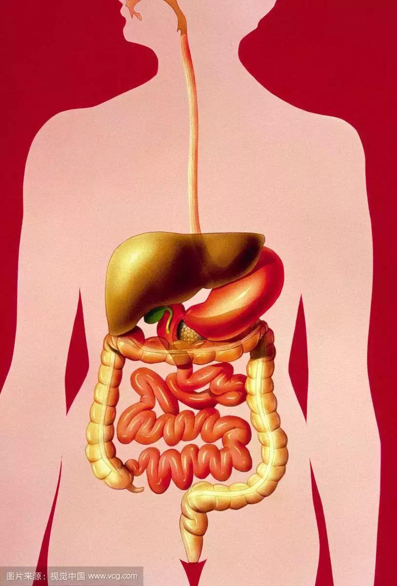 小孩的肠道菌群和母亲菌群,菌群影响神经系统和后天免疫发育