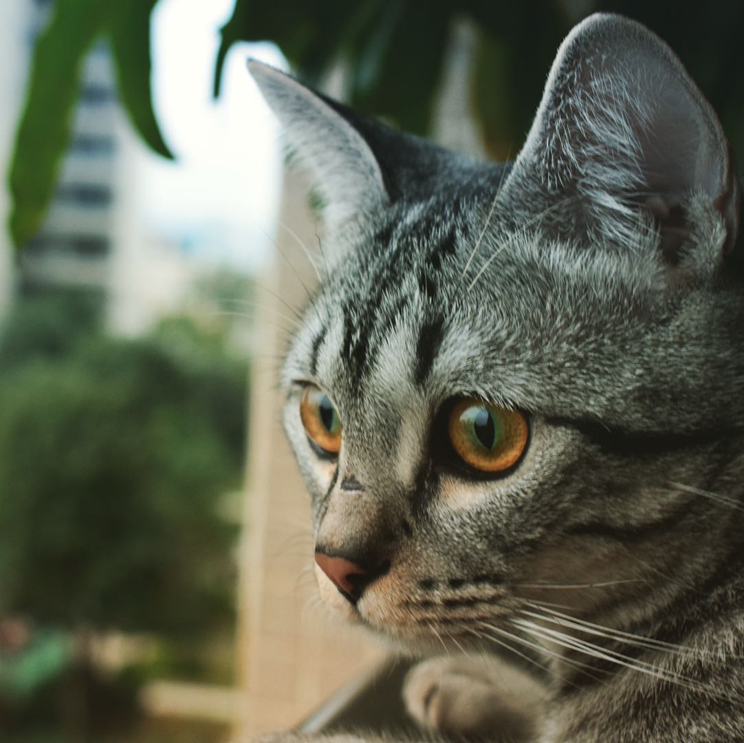 如果猫咪死了能干什么,猫咪去世了怎么善后