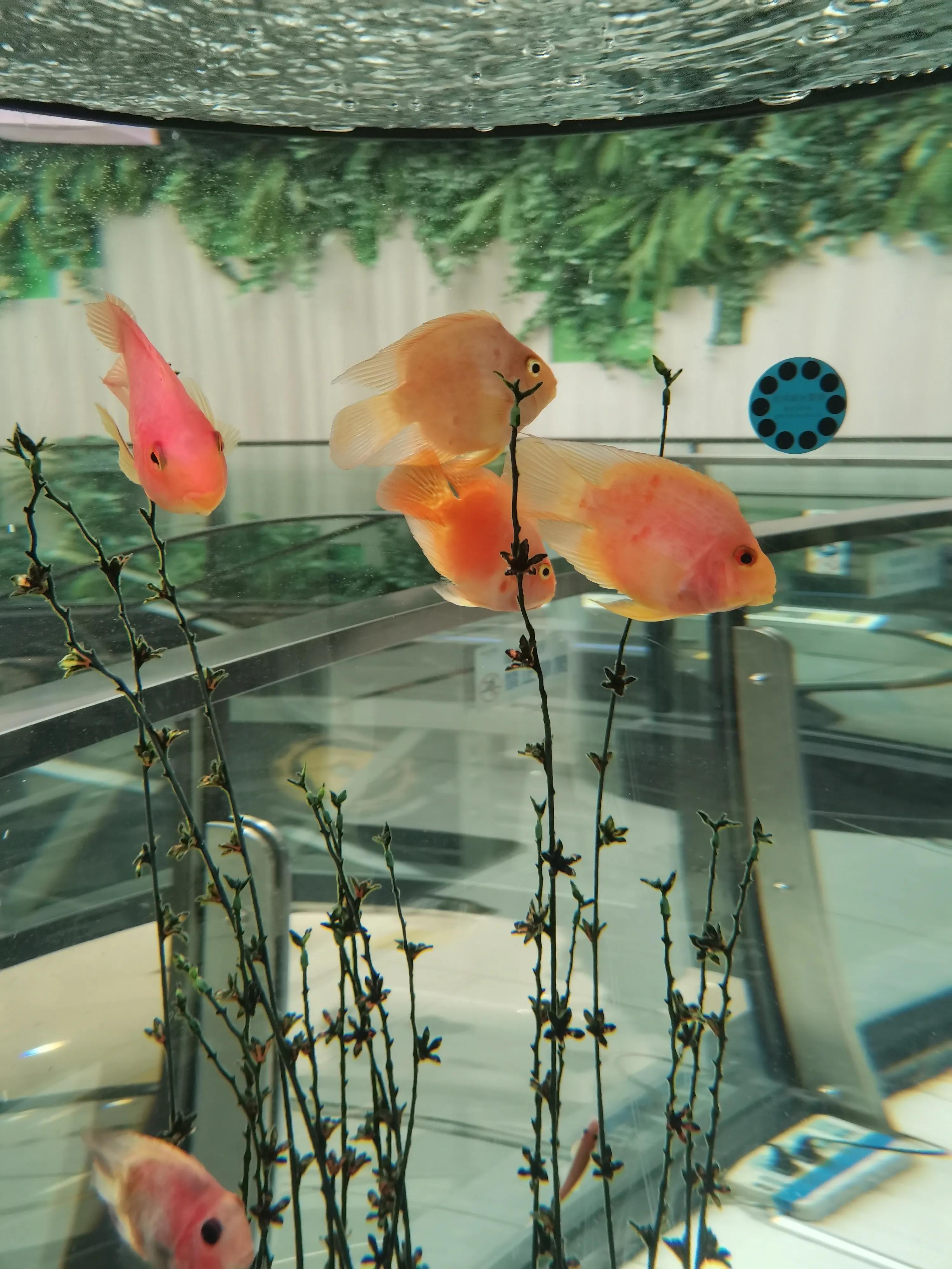 什么样的鱼叫财神鱼,世界上最奇怪的淡水鱼是什么鱼