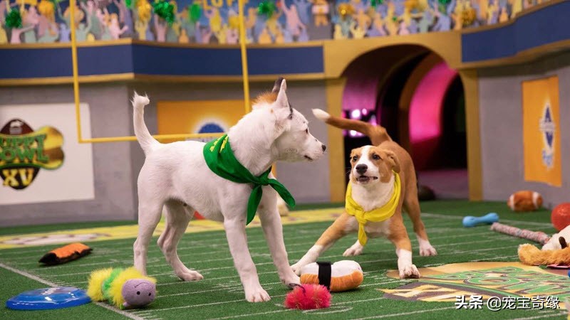 宠物全美大赛,美国奥兰多宠物展冠军