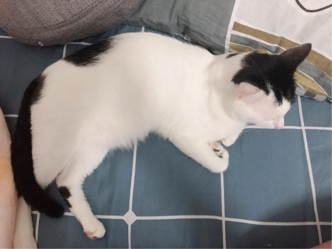 猫咪绝育后去新主人家,猫咪绝育后家里需要消毒吗