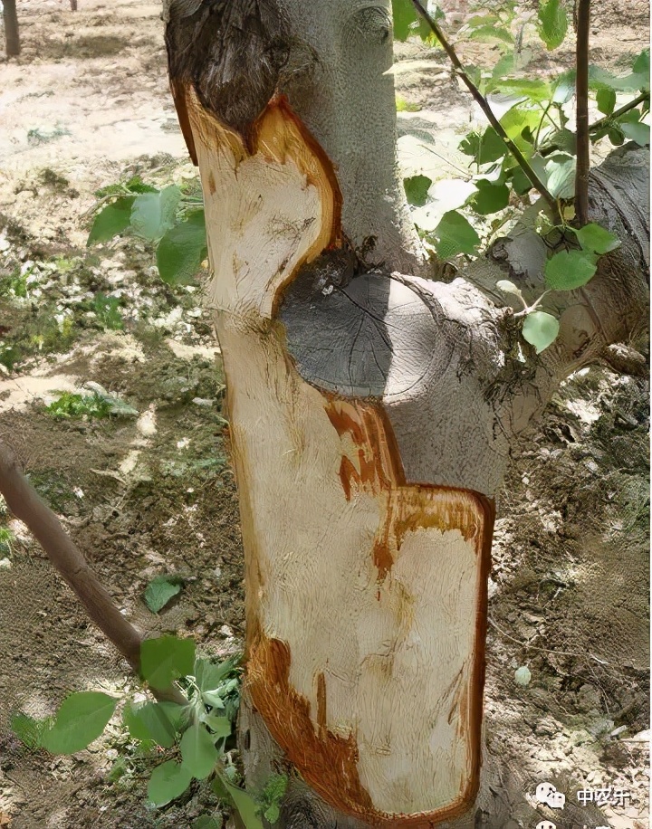 雨后果园四样活，样样都重要