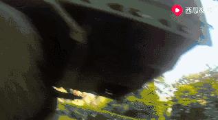 流浪狗狗遇到爱它的主人,流浪狗需要被疼爱