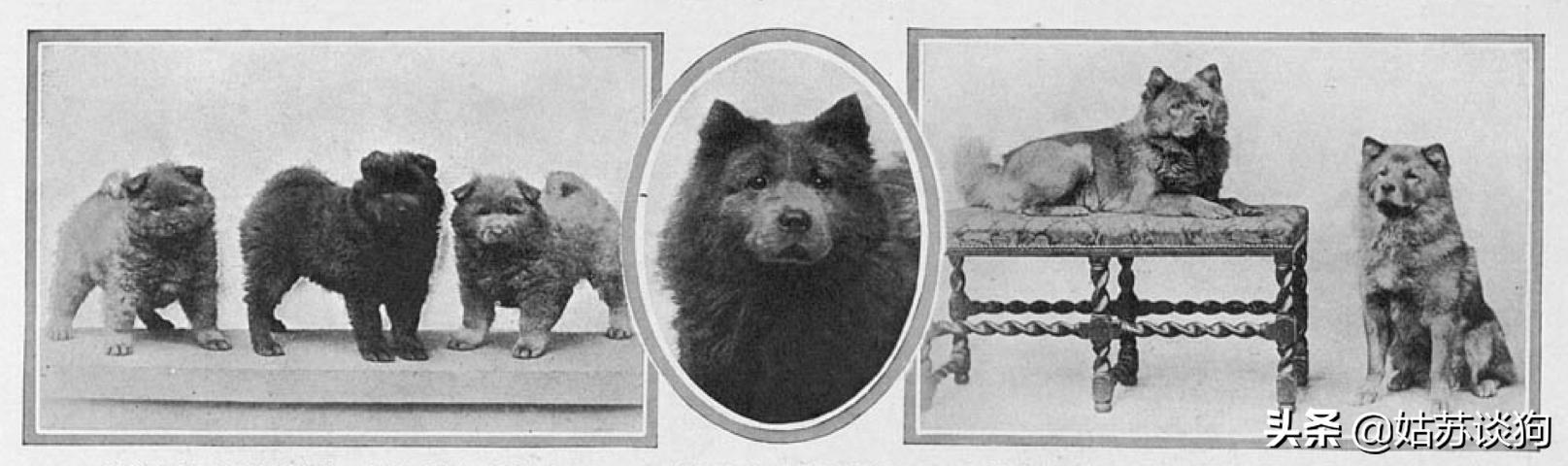 涓浗鐔婄姮,涓浗鐔婄姮鏈夊鍘夊