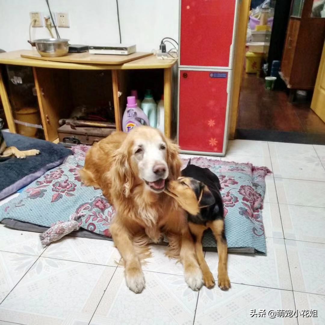 中华田园犬流浪能活下来吗,流浪田园犬幼崽死亡