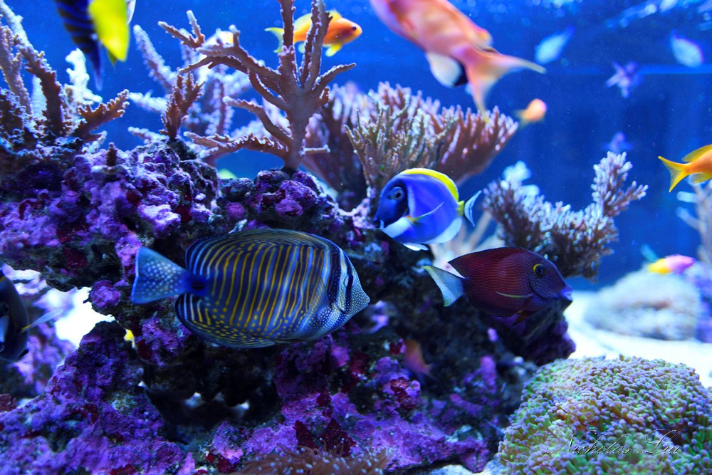 经典海水礁岩生态缸分享，180×120×60厘米三面观赏海缸