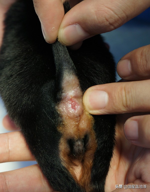 幼猫一直不拉便便怎么办,一周的幼猫不拉屎怎么办