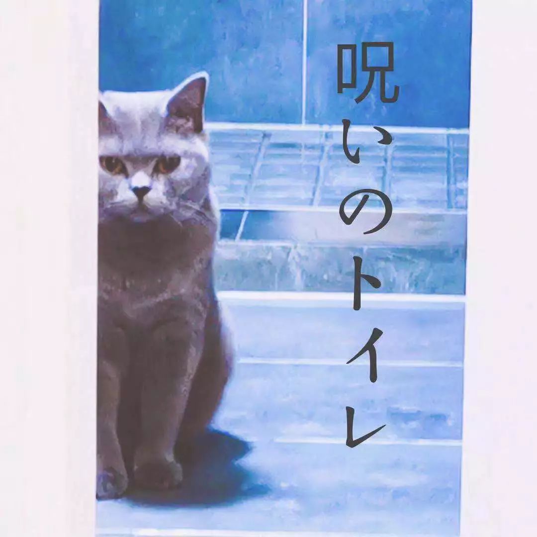 猫咪绝育头套需要戴几天,猫咪绝育后戴项圈不吃饭