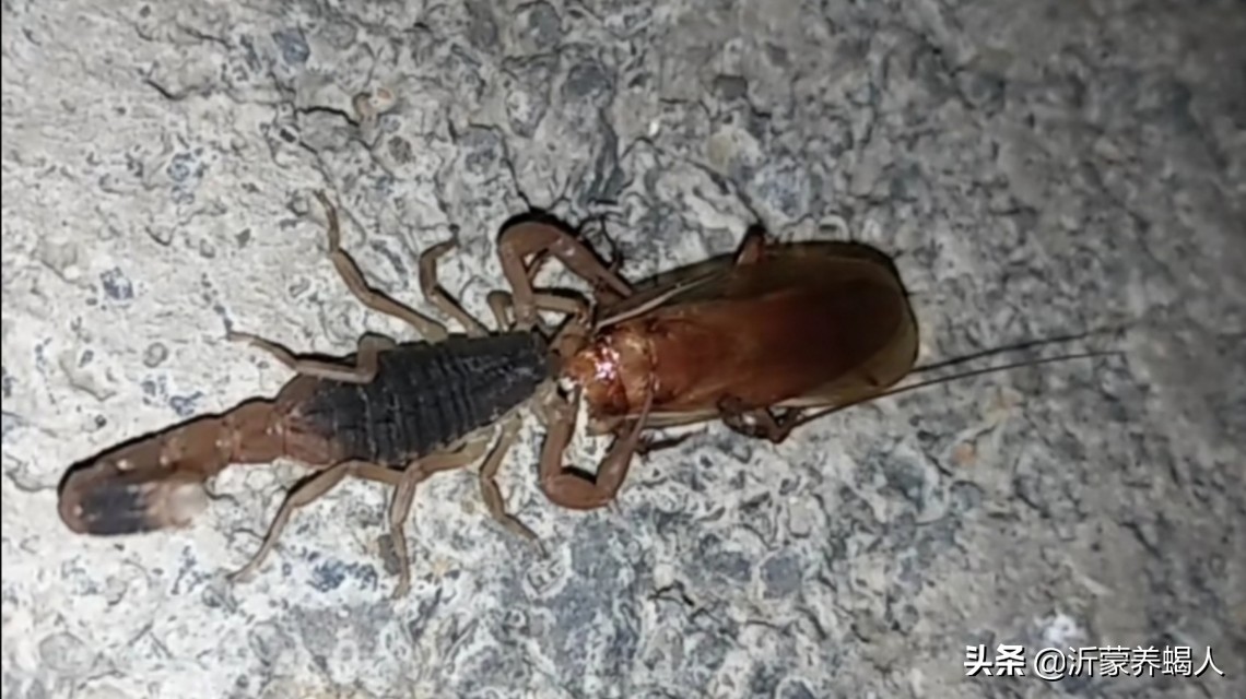 樱桃蟑螂繁殖饲养技术,樱桃蟑螂幼体怎么养