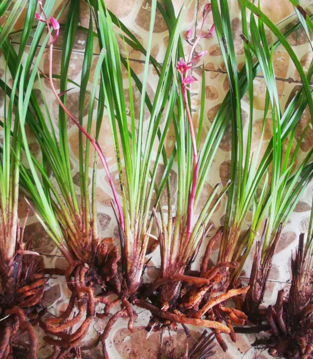 秋芝兰花为什么这么贵,秋芝究竟是什么样的兰花