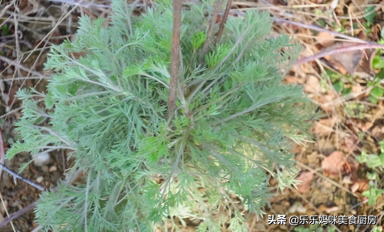 惊蛰时节吃什么食物最好,惊蛰时节如何科学饮食消春火