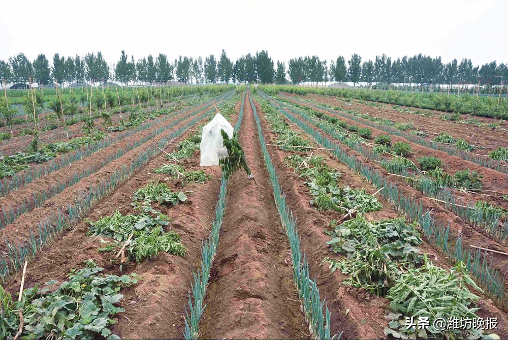 酒后冲动毁掉“仇人”桃树苗