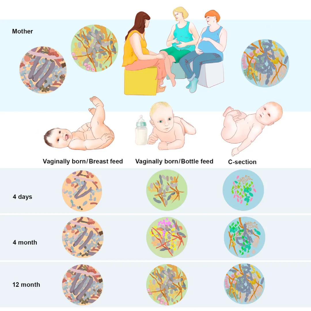 菌脉传承：婴儿出生时母亲播下健康的种子