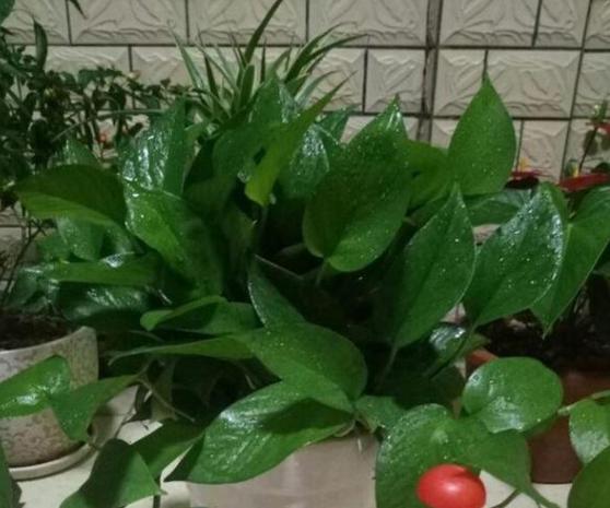 猪骨煮水能浇花吗,熬汤的大骨别扔