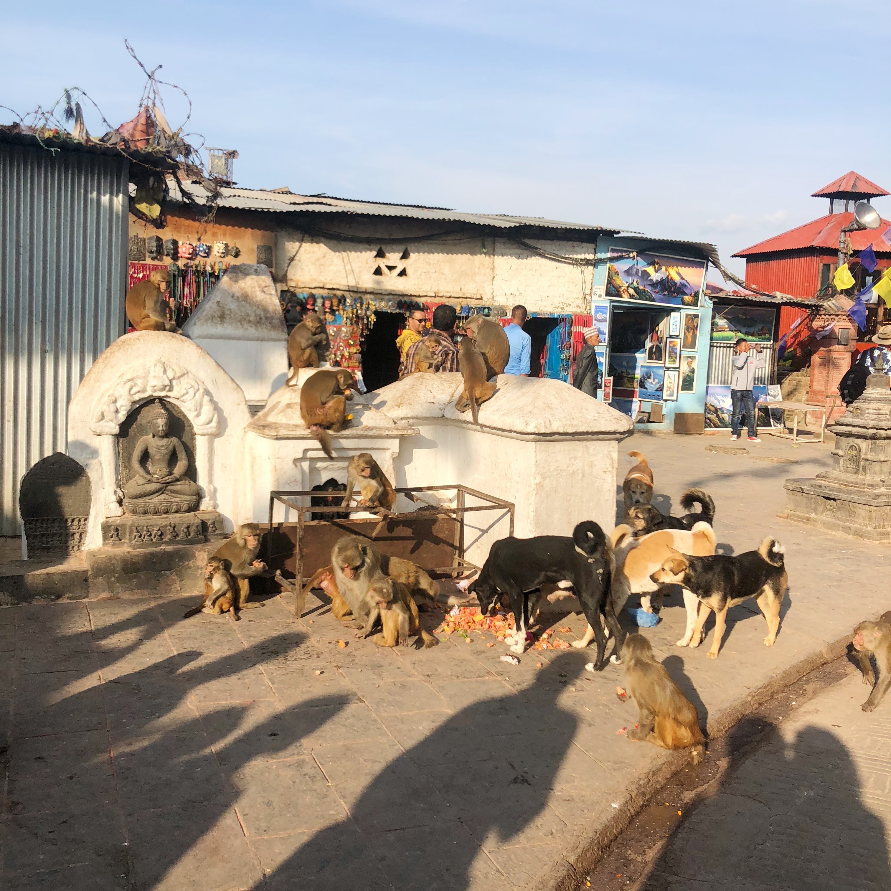 尼泊尔自由行第三天视频,尼泊尔自驾游纯玩路线定制