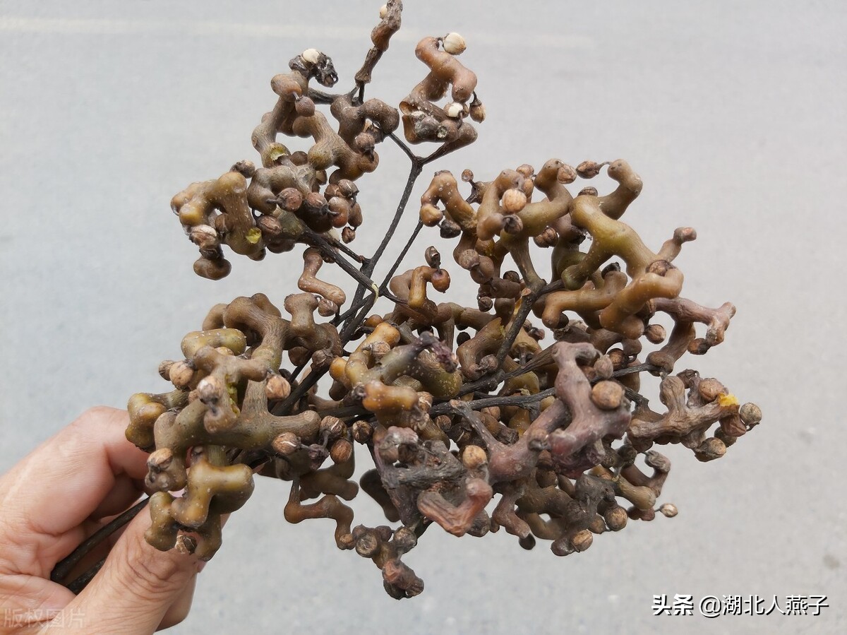 常见野菜的种类和图片大全 (各种野菜大全带图片)