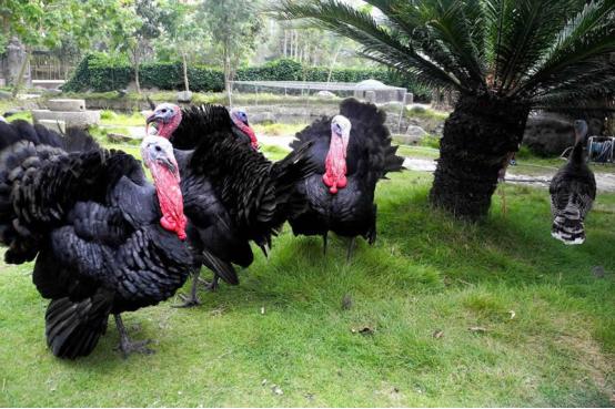 火鸡特别难孵化的原因,小火鸡1-40天养殖过程