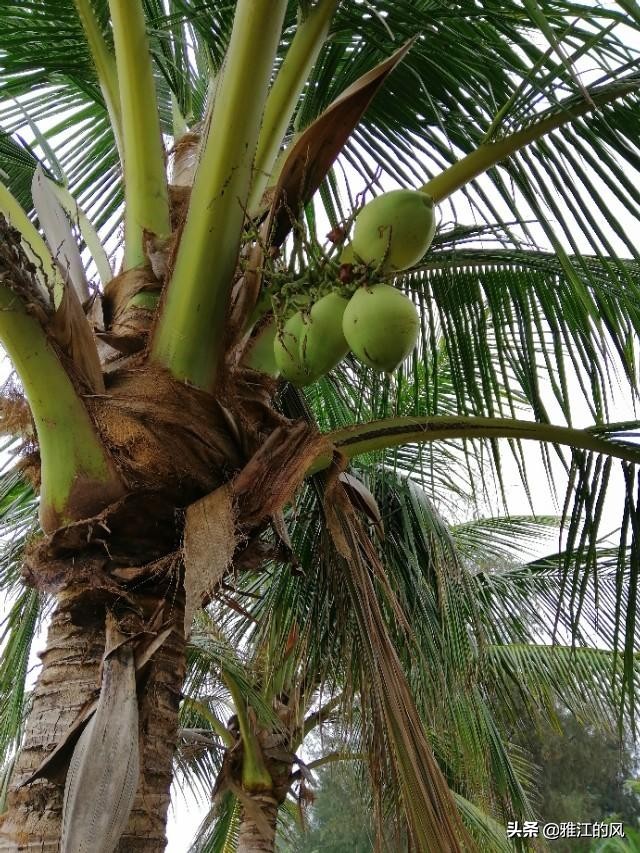 湛江天成台度假村携程,湛江乌石天成台度假村