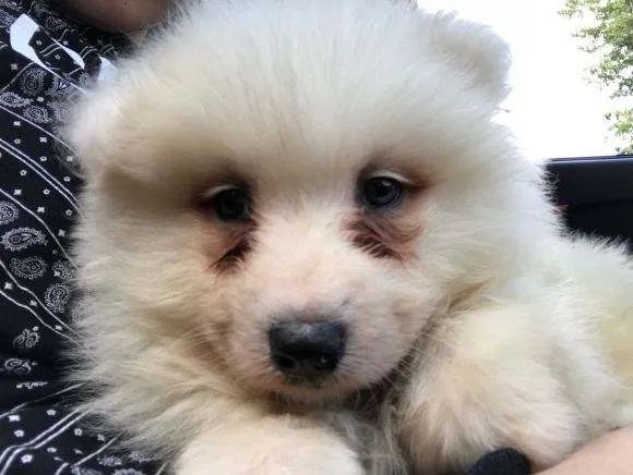 狗狗有泪痕可以用氯霉素眼药水吗,狗狗泪痕的有效处理方法