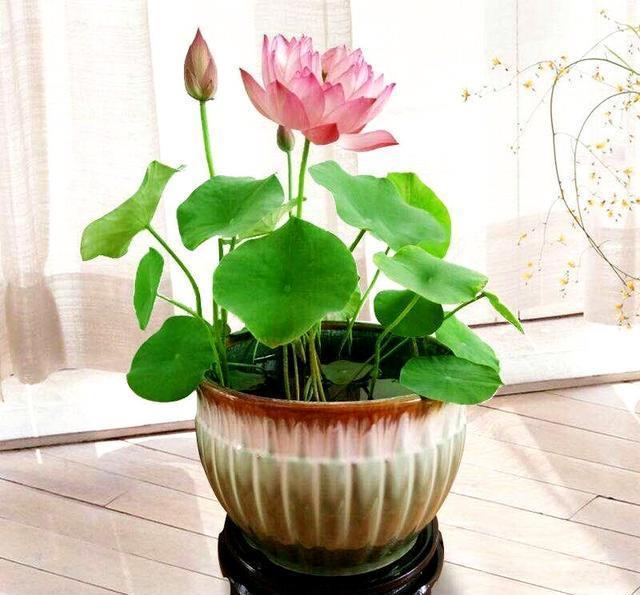 碗莲怎样养才能爆开花,碗莲怎么养叶子大开花多