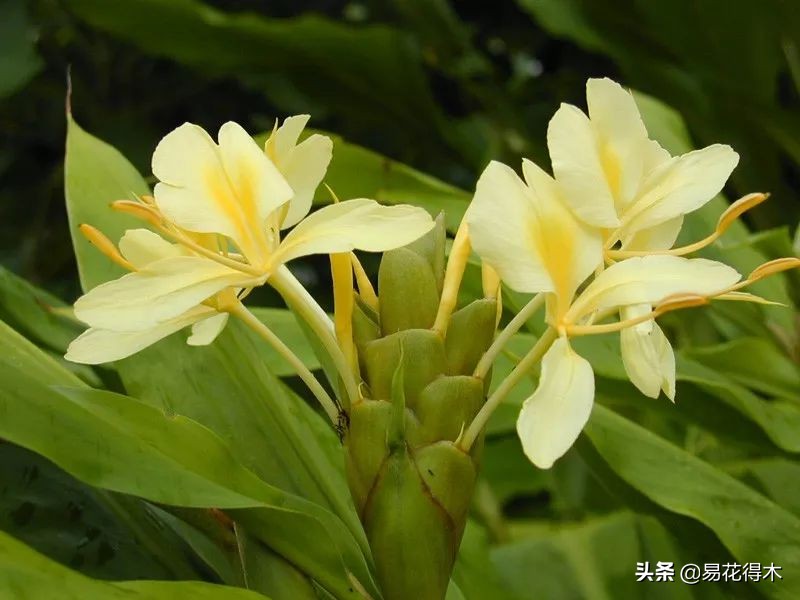 佛教为什么有五树六花,佛教中的五树六花图片