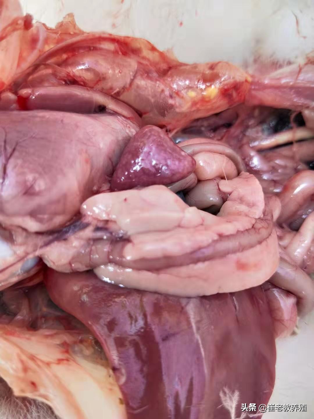 对个别严重肉鸭浆膜炎怎么治疗,肉鸭病毒性浆膜炎用什么药