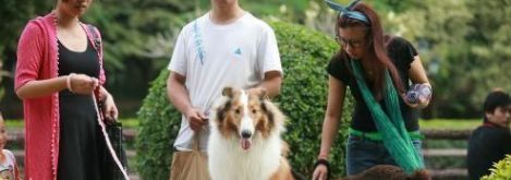 狗狗得细小之后容易得犬瘟么,狗狗得细小有治愈几率吗