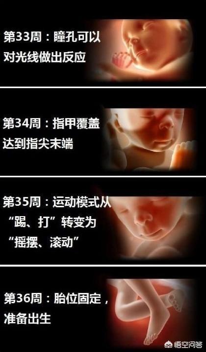 怀孕33周到36周，胎儿发育成什么样呢？看看你家胎宝宝发育达标吗
