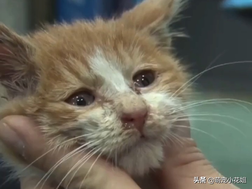 流浪猫掉进了通风井里没水喝,流浪猫为什么掉进井里
