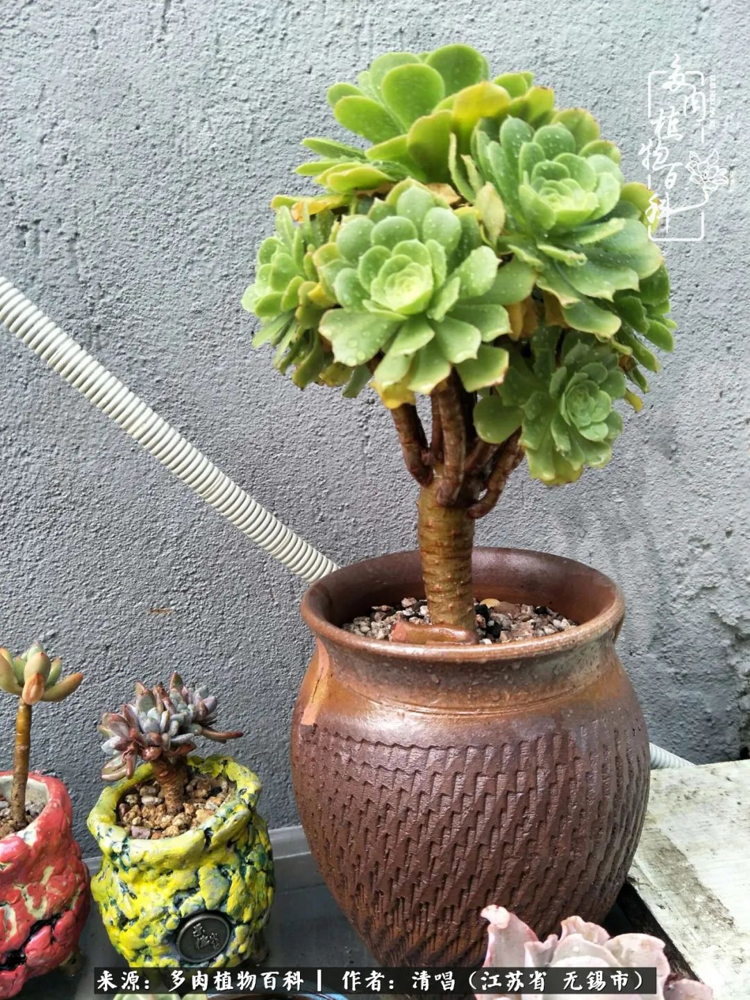 多肉植物百科好看又好养的多肉,喜欢多肉的朋友欢迎光临多肉园艺