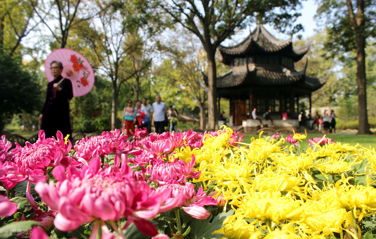 重阳节赏菊花的介绍,赏菊打卡好去处
