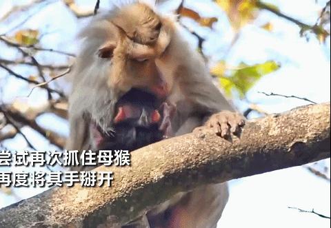 大猴子把小猴子推下悬崖被摔死,动物园猴子被猴子欺负