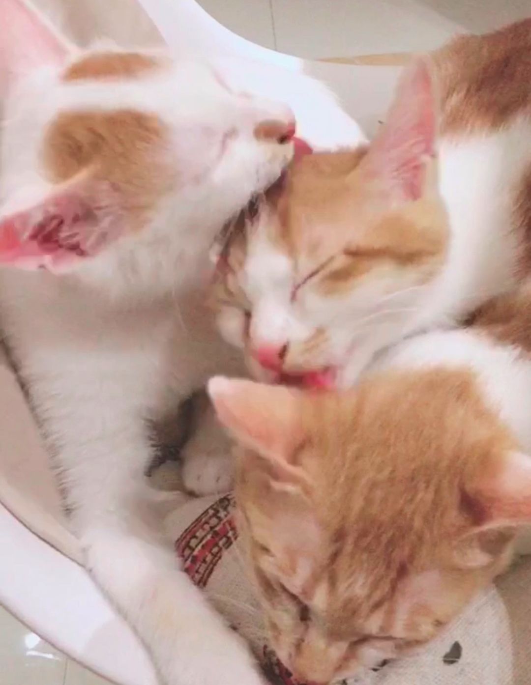 猫咪随便大小便如何纠正,猫咪随便大小便怎么办