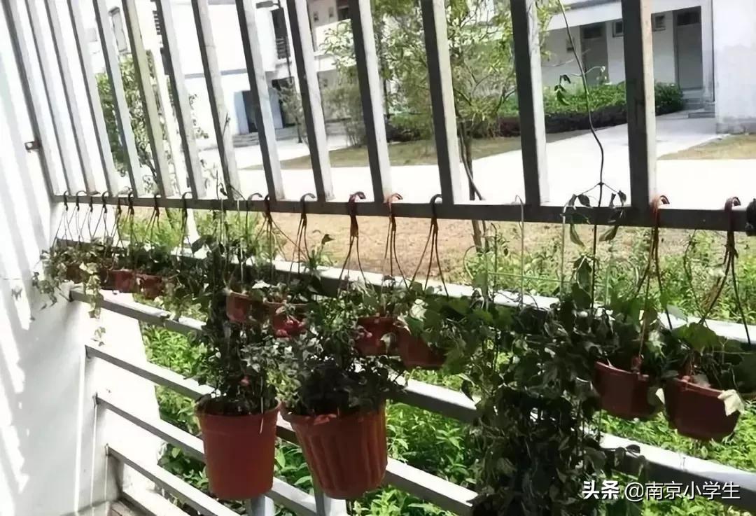 南京各大学宿舍楼,南京市前十高中最好的宿舍