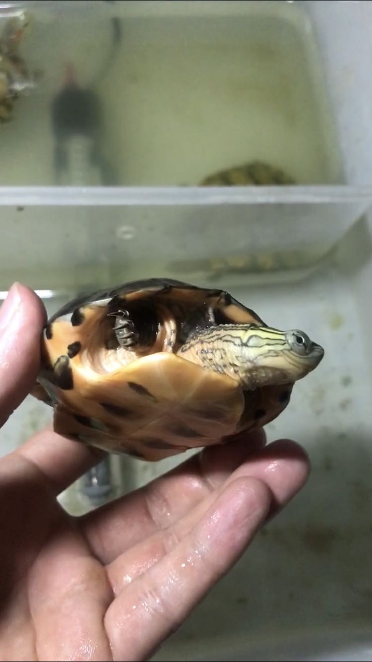 深水养龟溺水症状,乌龟溺水急救案例养龟必看