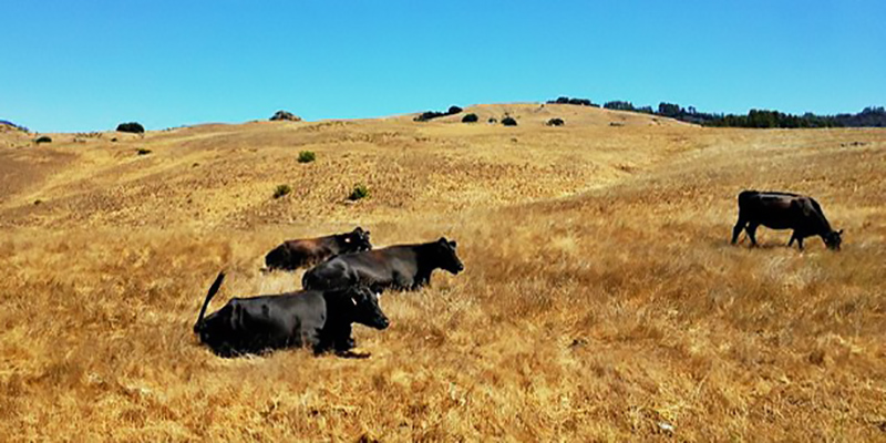 彭美竹评十佳农民,湖南临武县彭美竹养牛老板