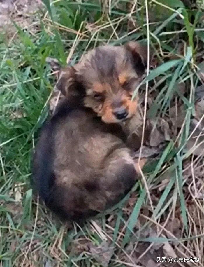 小狗狗捡回来后的成长,捡到一只小狗狗把它带回家