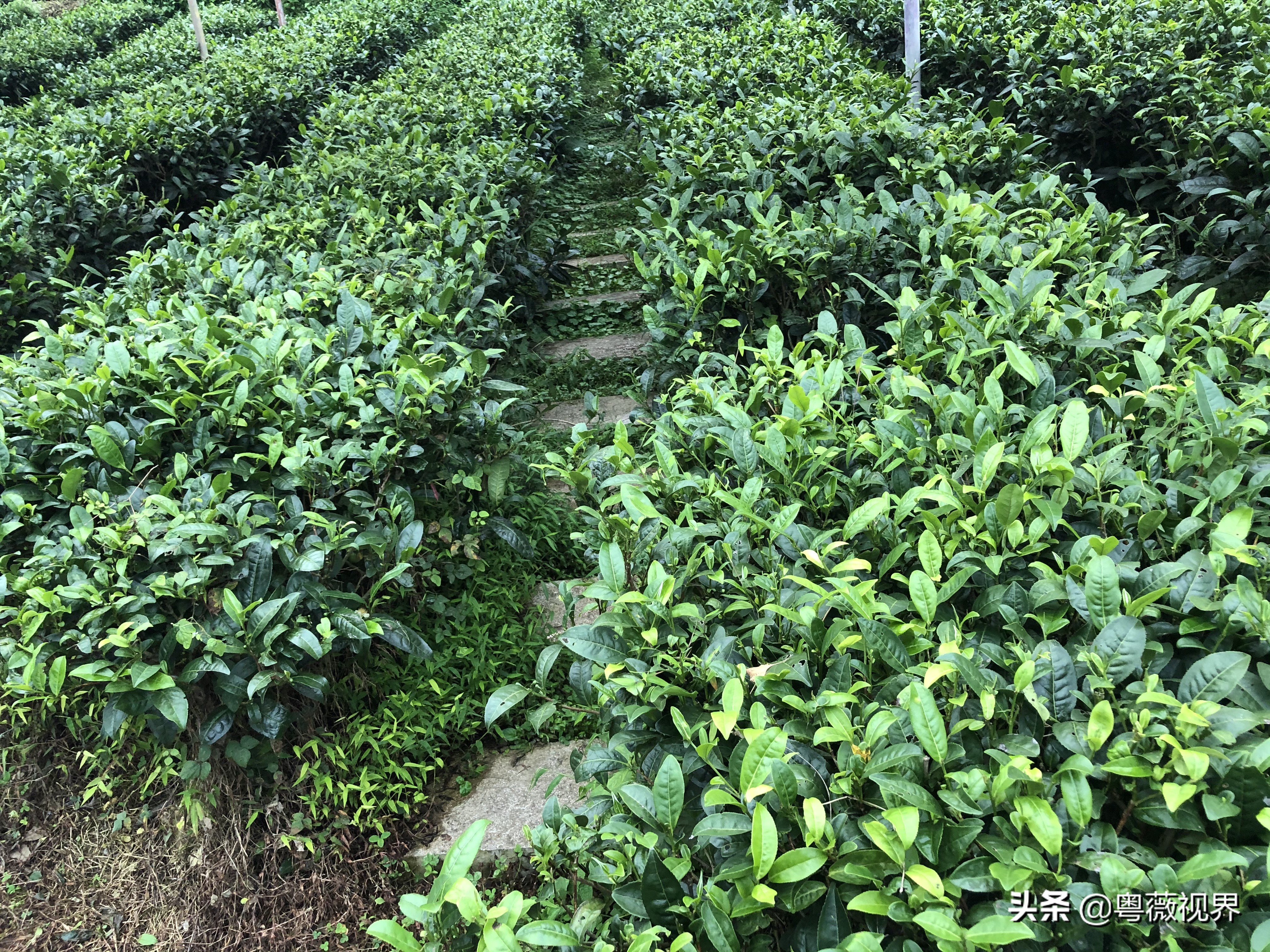 川藏自驾游走国道好还是走高速好 (g317国道川藏北线)