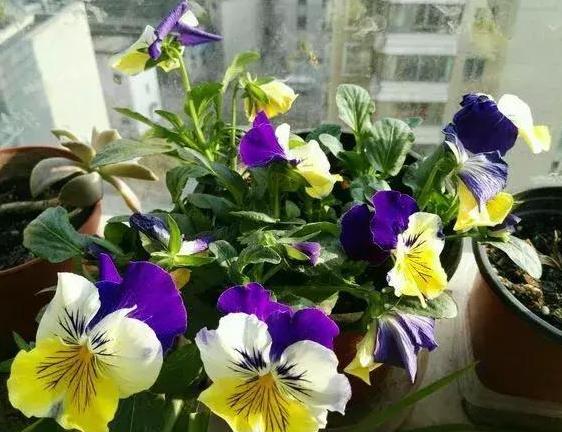 夏天植物开花没几天就凋零了，该怎么办？3点到位问题迎刃而解