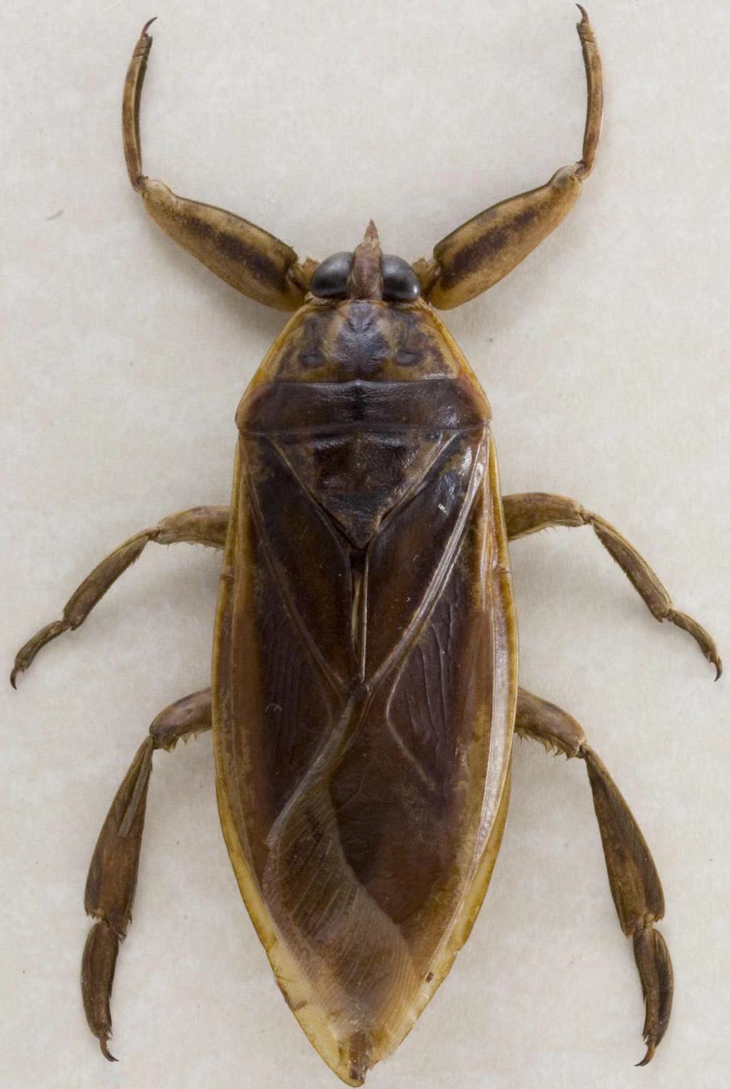 产地在中国的顶级食材,推荐给你这些中国产的名贵食材