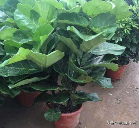 适合客厅养的植物吸甲醛,客厅什么盆栽好吸甲醛好养