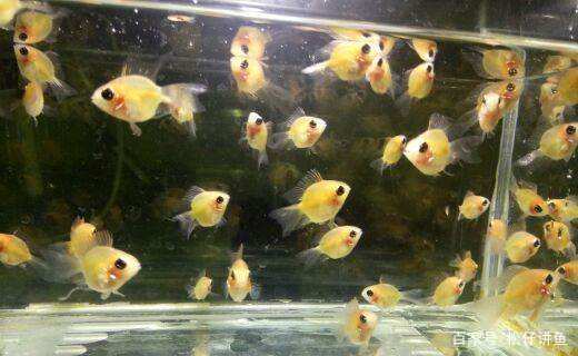 新手养凤尾短鲷注意什么,金波子适合跟什么鱼养