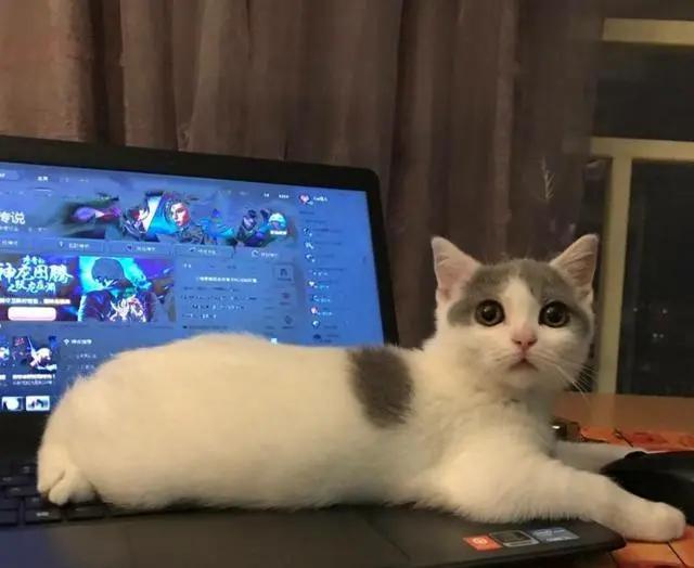 养猫会给家庭带来快乐,养猫会给人带来的好运