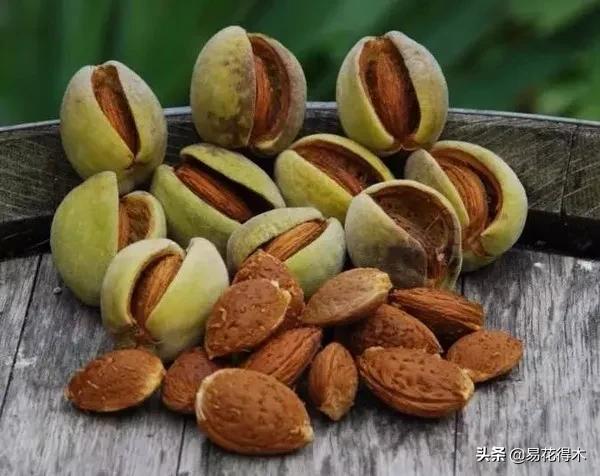 疆果新疆特产薄皮核桃,新疆的扁桃优良品种有