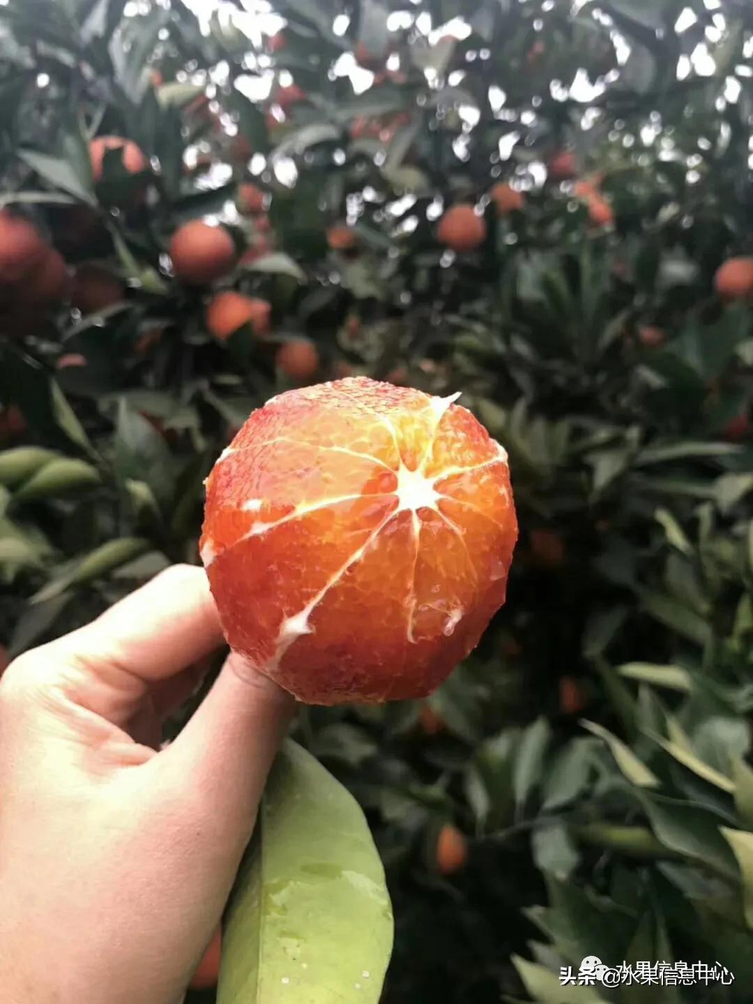 全国橙子产地在哪,中国橙子产地