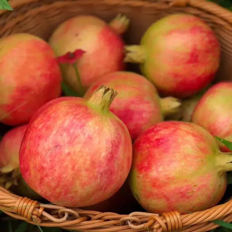 突尼斯石榴是不是都是爆汁的呢,好吃不吐籽的突尼斯软籽石榴来了